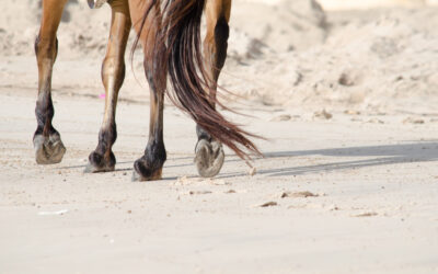 Magic Millions Barrier Draw Surfers Paradise