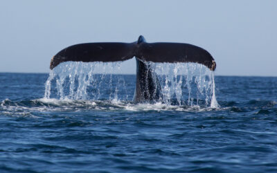 Whale Watching Gold Coast