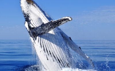 Visit Humpback Whales in Surfers Paradise